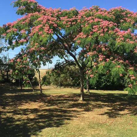 Les Figuiers De *